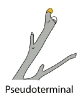 pseudoterminal_bud