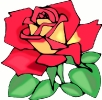 red_rose_4