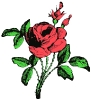 rose_1