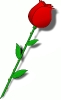 rose_long_stem_red