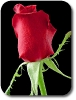 rose_picture