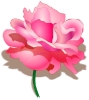 rose_pink_sharp_petals