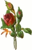 rose_two_buds
