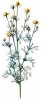 Scented_Mayweed