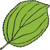serrate_leaf