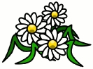 spiral_daisies