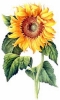 Sunflower_2