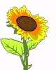 sunflower_3