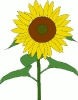 sunflower_5
