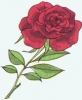 the_rose