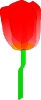 tulip_transluscent