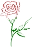 two_tone_rose
