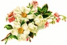white_flowers