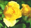 yellow_rose_2