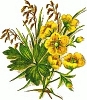 yellow_wildflower