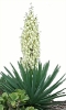 Yucca_flowering