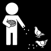duif eten geven 2