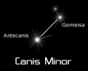 canis_minor_black