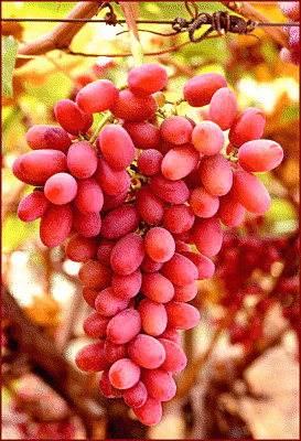 grapes_3