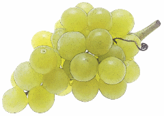 green_grape_bunch_240
