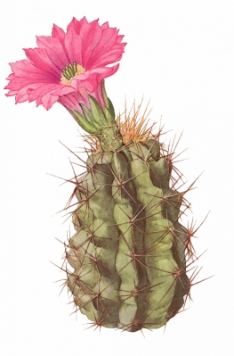 Cactus_flowering