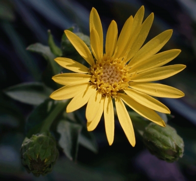 Maryland_Golden_Aster__Chrysopsis_mariana_800