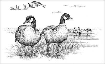 canadian_geese_2