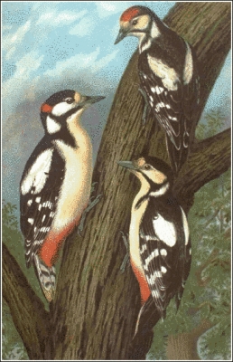 Great_Spotted_Woodpecker