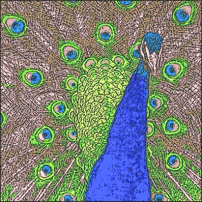 Indian_Blue_Peacock