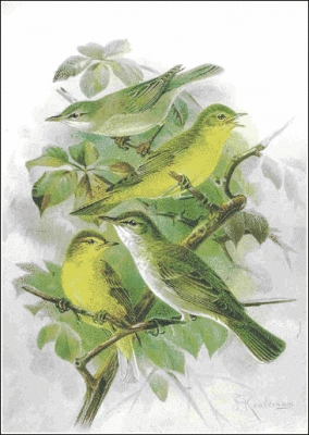 Melodious_Warbler