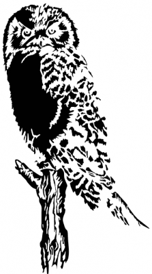 Owl_bold_graphic