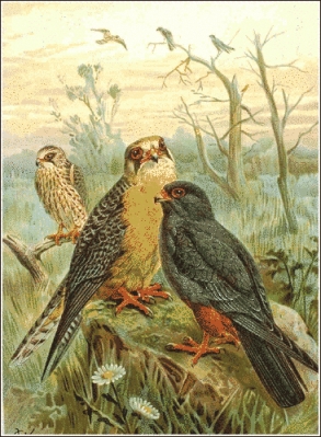 Red_footed_Falcon
