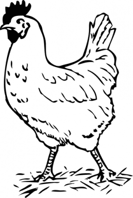 rooster_BW_sketch