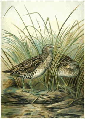 Spotted_Crake