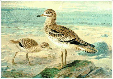 Stone_Curlew