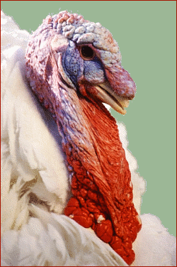 turkey_closeup