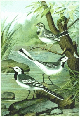White_Wagtail