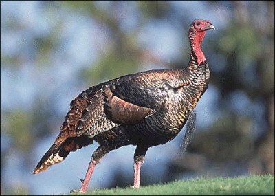Wild_turkey