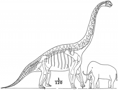 Brachiosaurus_elephant_man_compared