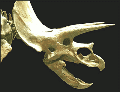 Torosaurus_skull