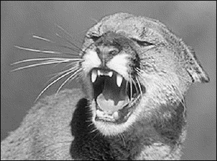 cougar_roaring