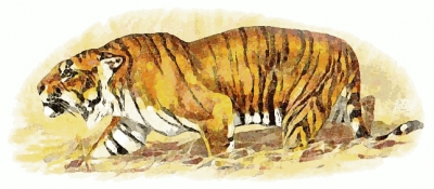 hunting_tiger