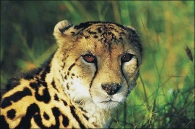 King_cheetah