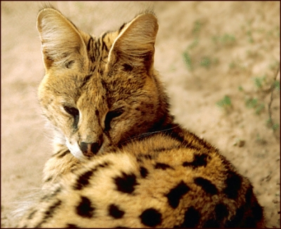 Serval_cat