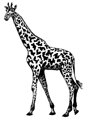 giraffe_2