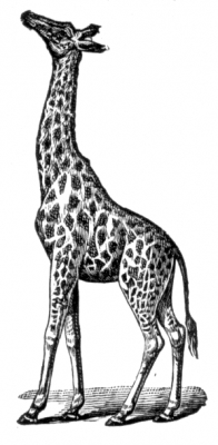 giraffe_4