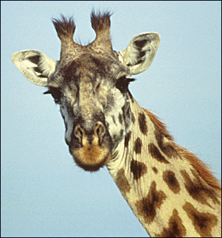 Giraffe_portrait