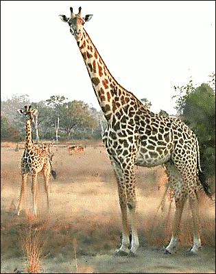 Giraffe_savanna