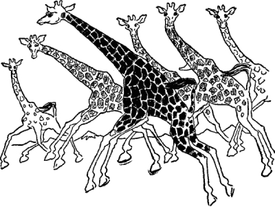 giraffes_running