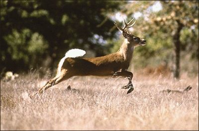 Deer_running